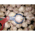 Frischer Knoblauch Neue Ernte Von Jinxiang